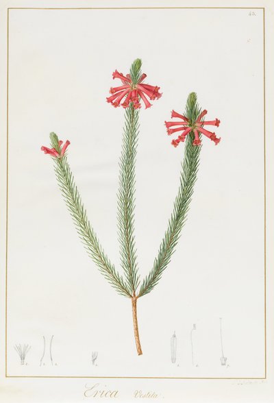 Erica Vestita, 1812 by Pierre Joseph Redouté